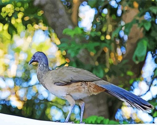 Native Bird Of Mexico paint by numbers