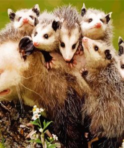 Opossum Animal And Her Kids paint by numbers