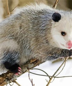 Opossum paint by numbers