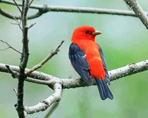 Red And Black Mexican Bird paint by numbers