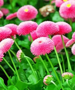 Pink Perennial Flowers paint by numbers