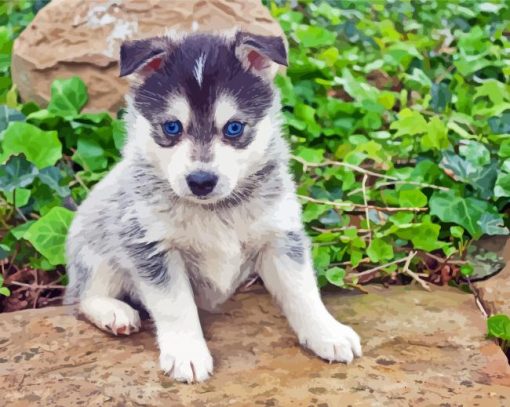 Pomsky Dog Blue Eyes Paint by numbers