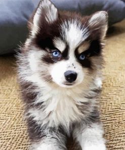 Pomsky Puppy paint by numbers