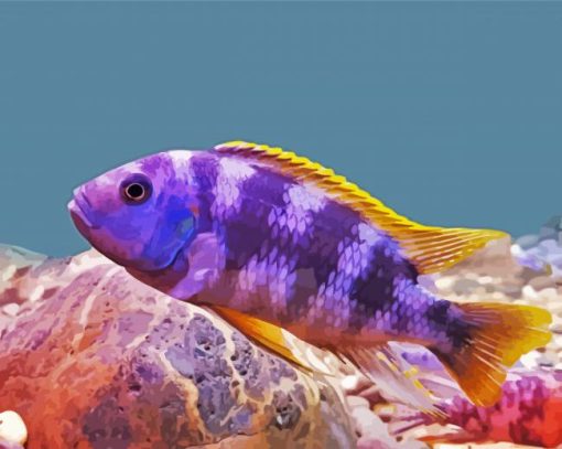 purple and yellow Cichlid paint by number