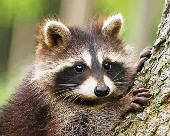 Racoon In A Tree paint by numbers