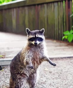 Racoon paint by numbers