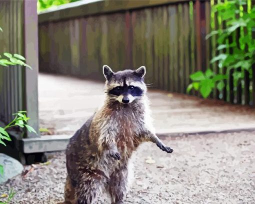 Racoon paint by numbers
