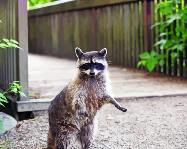 Racoon paint by numbers