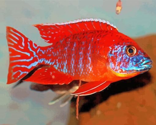 red Cichlid paint by numbers