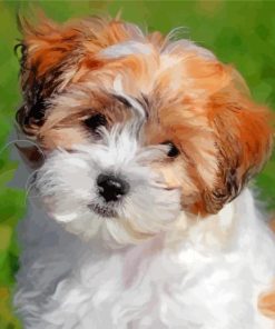 teddy bear dog Shichon paint by numbers