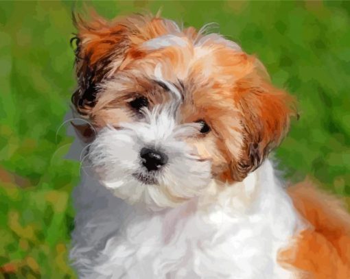 teddy bear dog Shichon paint by numbers