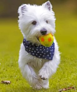 West Highland White Terrier Playing paint by numbers