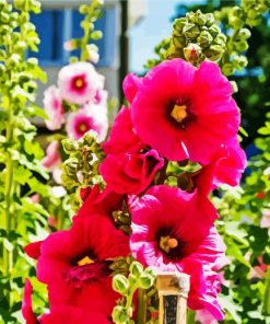 Wonderful Hollyhock paint by numbers