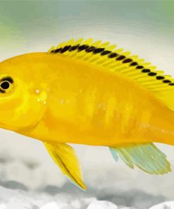 yellow Cichlid paint by number