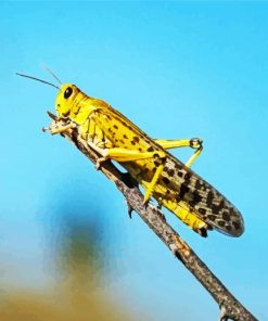 yellow Locust paint by numbers