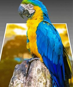 3D Parrot Animal paint by numbers