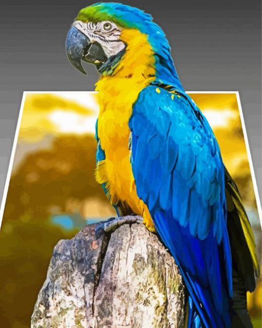 3D Parrot Animal paint by numbers