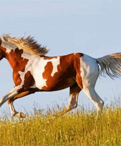 American Paint Horse Running paint by numbers