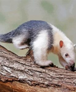 Anteater paint by numbers