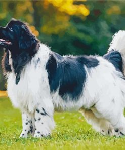 Black And White Newfoundland paint by numbers