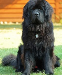 Black Newfoundland Dog paint by numbers