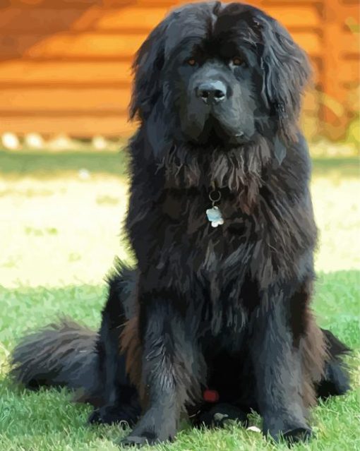 Black Newfoundland Dog paint by numbers