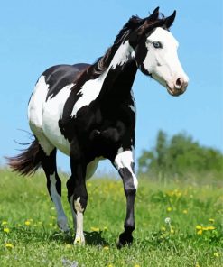 Black And White American Paint Horse paint by numbers