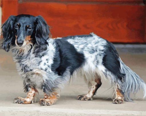 Black And White Long Haired Dachshund Paint by numbers