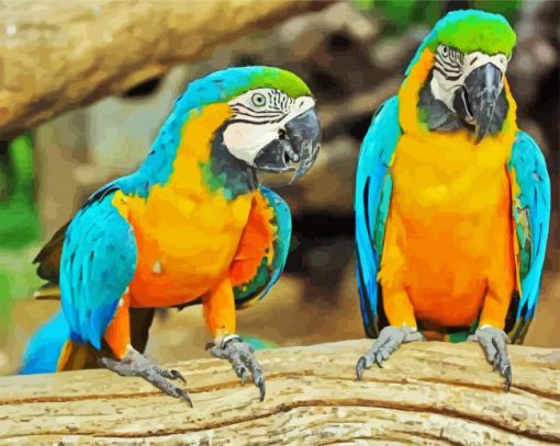 Blue And Gold Macsaw Parrots paint by numbers