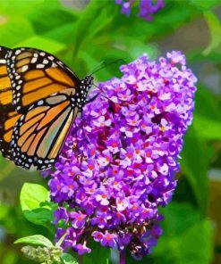 Butterfly And Flowers paint by numbers