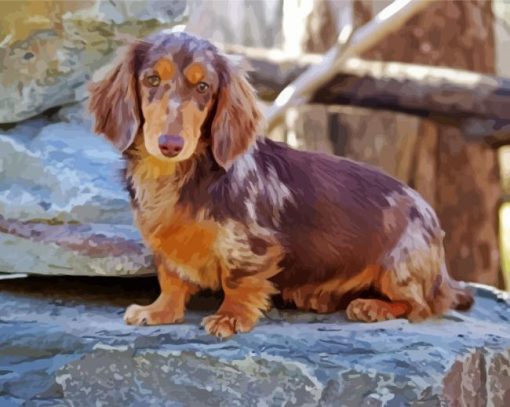 Dachshund Long Haired Puppy Paint by numbers