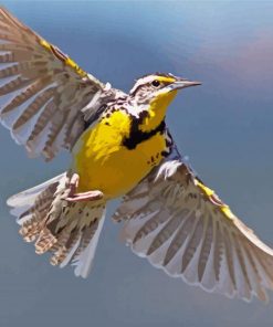 Flying Western Meadowlark paint by numbers