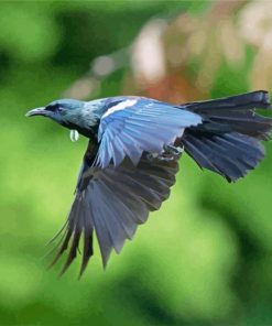 Flying Honeyeater Tui paint by numbers