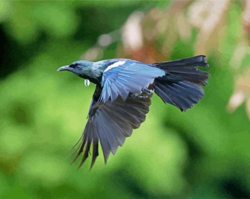 Flying Honeyeater Tui paint by numbers