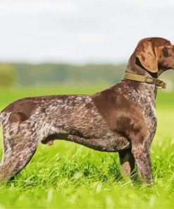 German Shorthaired Pointer Paint by numbers