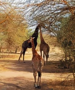 Giraffes At Bia Senegal paint by numbers