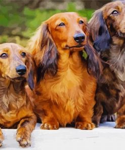 Long Haired Dachshund Dogs paint by numbers