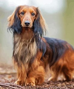 Long haired Dachshund standing paint by number