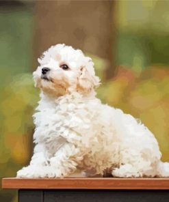 Maltipoo dog paint by numbers