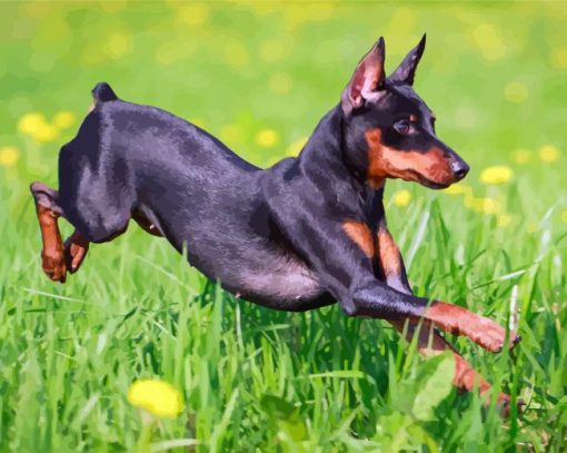 Miniature Pinscher Running paint by numbers