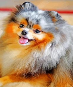 Cute Pomeranian Dogs paint by numbers