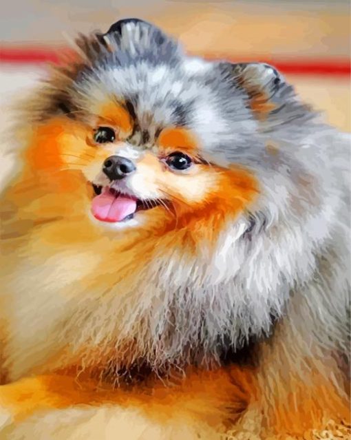 Cute Pomeranian Dogs paint by numbers