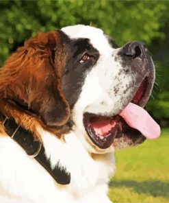 Saint Bernard Dog paint by numbers