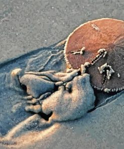 Sand dollar at the beach paint by numbers