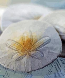 Sand dollars paint by numbers