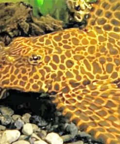 Sunshine Pleco Fish paint by numbers