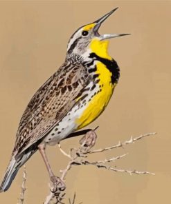 The Western Meadowlark Bird paint by numbers