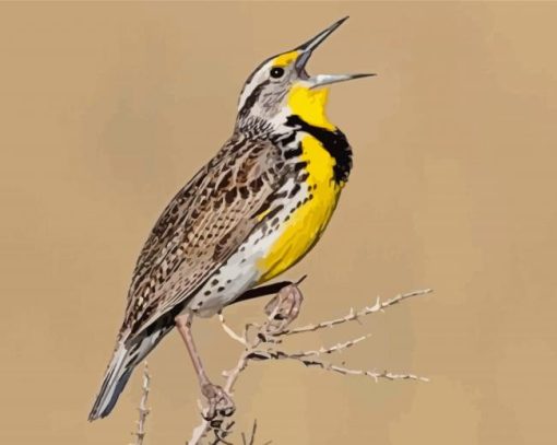 The Western Meadowlark Bird paint by numbers