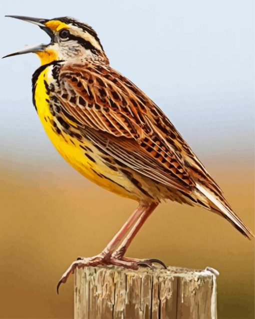 The Meadowlark Bird paint by numbers