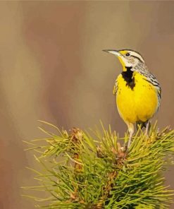 Western Meadowlark Bird paint by numbers